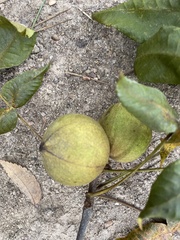 Carya glabra