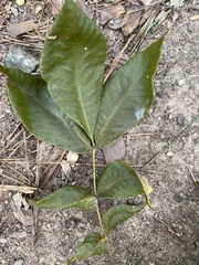 Carya glabra