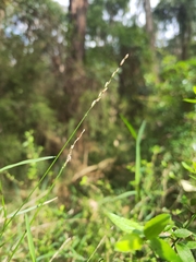 Tetrarrhena juncea