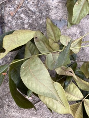 Carya glabra