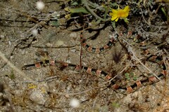 Rhinocheilus lecontei