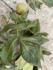 Carya glabra