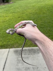 Pantherophis spiloides