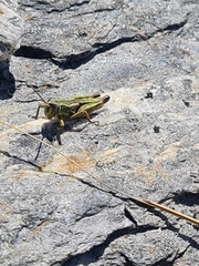 Sigaus australis