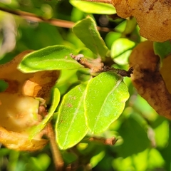 Lyonia fruticosa