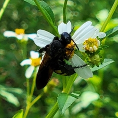 Pygodasis quadrimaculata