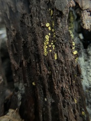 Chlorosplenium chlora