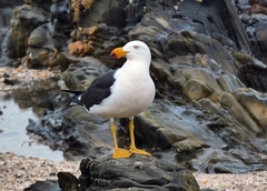 Larus pacificus