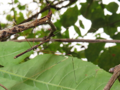 Emesaya brevipennis