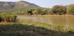 Hippopotamus amphibius
