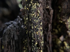 Chlorosplenium chlora