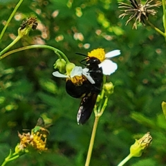 Pygodasis quadrimaculata