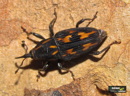 Palm-Boring Weevil