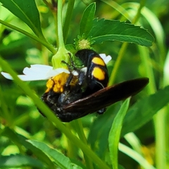 Pygodasis quadrimaculata
