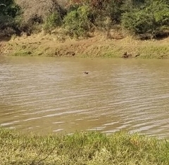 Hippopotamus amphibius