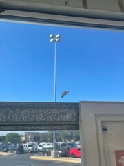 Phigalia denticulata