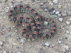 Rhinocheilus lecontei