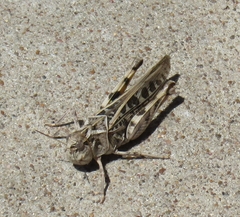 Oedipodinae