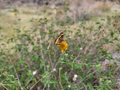 Chlosyne californica
