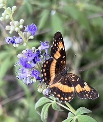 Chlosyne californica