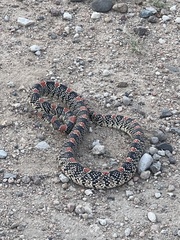 Rhinocheilus lecontei