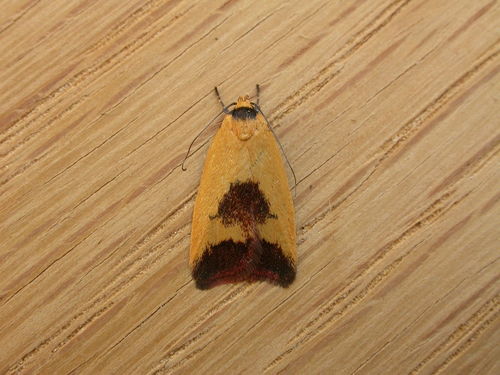 Ageletha hemiteles Meyrick, 1883