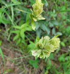 Castilleja septentrionalis