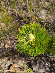 Isopogon anethifolius