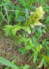 Castilleja septentrionalis