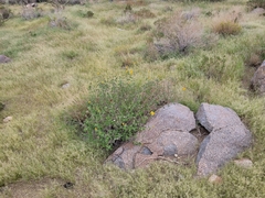 Chlosyne californica