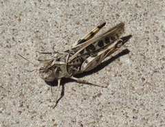 Oedipodinae