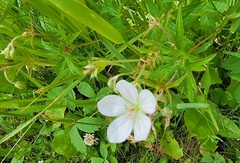 Geranium richardsonii