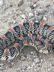 Rhinocheilus lecontei