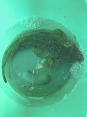 Platycephalidae