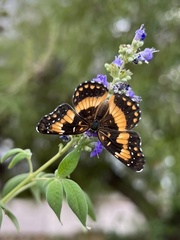 Chlosyne californica