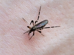 Psorophora ciliata