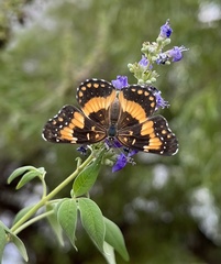 Chlosyne californica