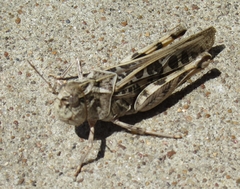 Oedipodinae