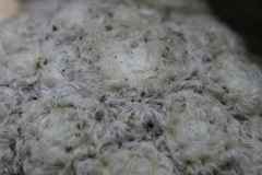 Mammillaria plumosa