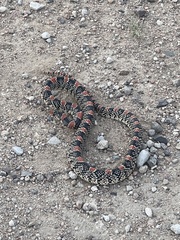 Rhinocheilus lecontei