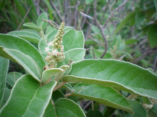Croton flavens