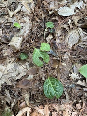 Pyrola americana
