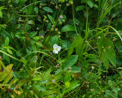 Sagittaria graminea