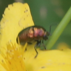 Cryptocephalus sericeus