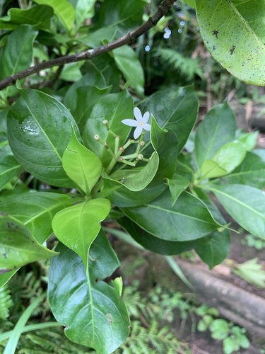 Psychotria homalosperma iNat (1)