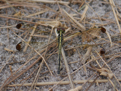 Hemistigma albipunctum