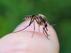 Psorophora cyanescens