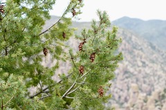 Pseudotsuga menziesii glauca