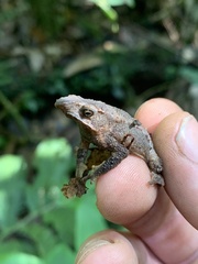 Rhinella festae