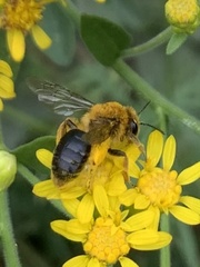 Andrena helianthi